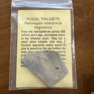 Trilobite Fossil in matrix